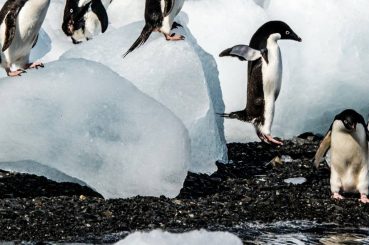 PAKEJ MAJESTIC ANTARTICA