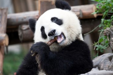 Pakej Chengdu + Chongqing Jiuzhaigou